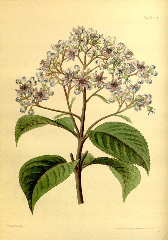 Dichroa febrifuga Paxton 5