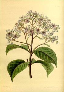 Dichroa febrifuga Paxton 5