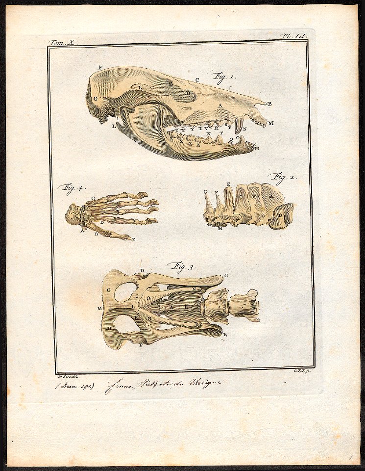 Didelphis cancrivora - skeletdelen - 1700-1880 - Print - Iconographia Zoologica - Special Collections University of Amsterdam - UBA01 IZ20300128