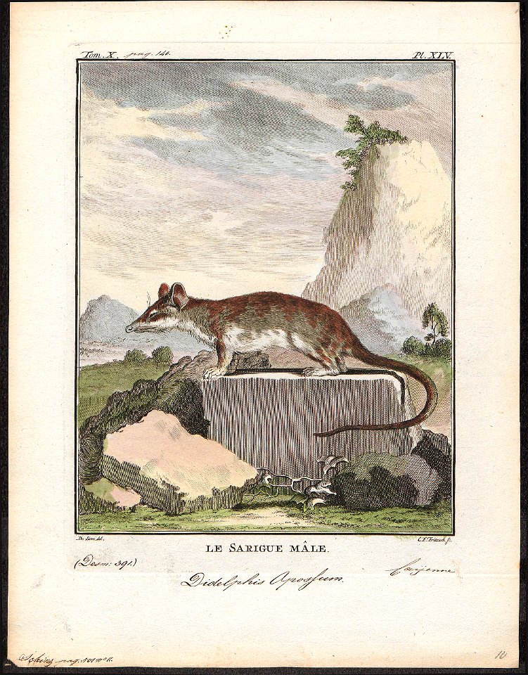 Didelphis opossum - 1700-1880 - Print - Iconographia Zoologica - Special Collections University of Amsterdam - UBA01 IZ20300098