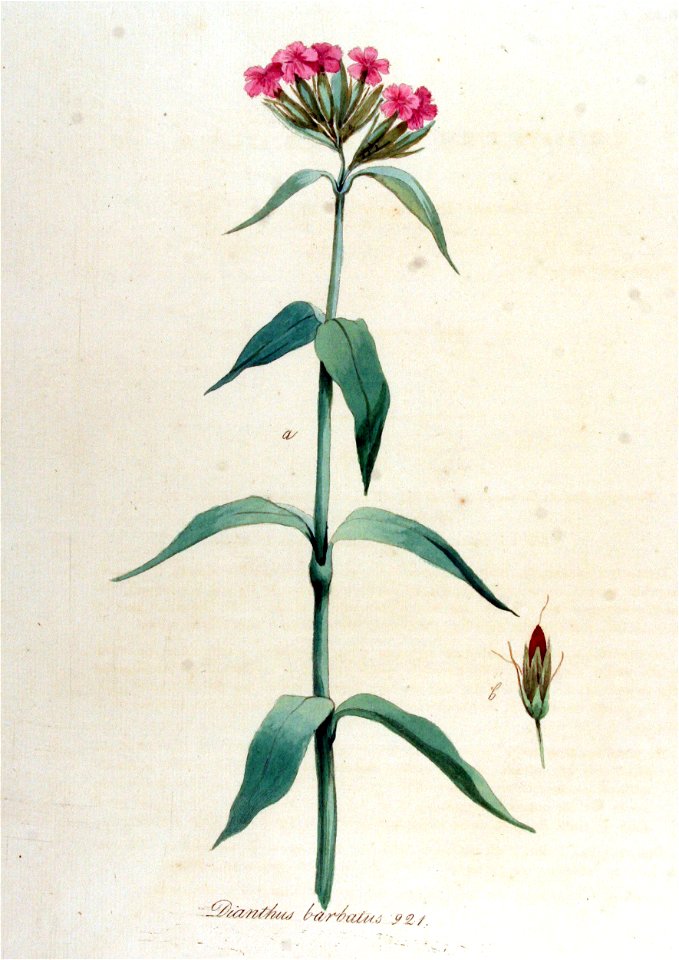 Dianthus barbatus — Flora Batava — Volume v12