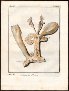 Didelphis opossum - ingewanden - 1700-1880 - Print - Iconographia Zoologica - Special Collections University of Amsterdam - UBA01 IZ20300124
