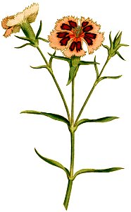 Dianthus chinensis 1787. Free illustration for personal and commercial use.