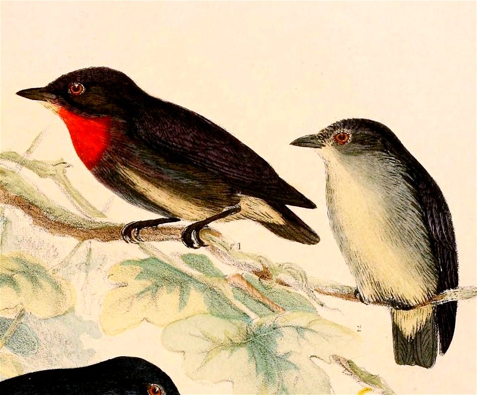 Dicaeum celebicum 1898