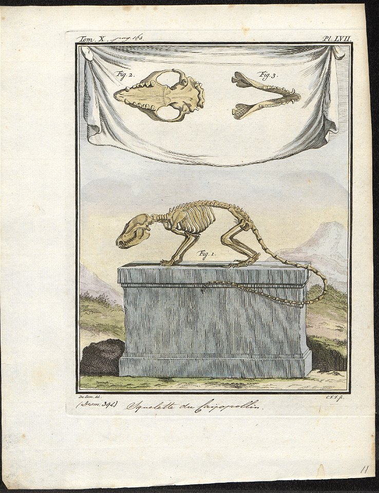 Didelphis philander - skelet - 1700-1880 - Print - Iconographia Zoologica - Special Collections University of Amsterdam - UBA01 IZ20300132