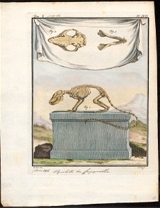 Didelphis philander - skelet - 1700-1880 - Print - Iconographia Zoologica - Special Collections University of Amsterdam - UBA01 IZ20300132