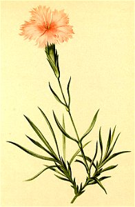 Dianthus furcatus Atlas Alpenflora
