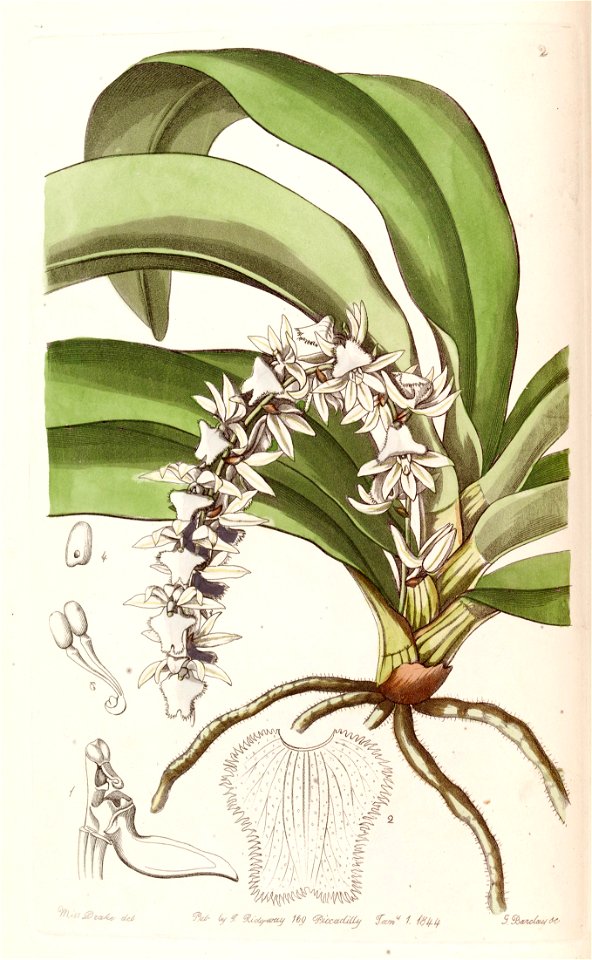 Diaphananthe pellucida (as Angraecum pellucidum) - Edwards vol 30 (NS 7) pl 2 (1844)