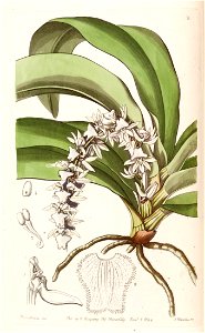 Diaphananthe pellucida (as Angraecum pellucidum) - Edwards vol 30 (NS 7) pl 2 (1844)