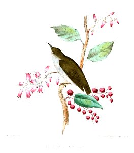 DicaeumConcolorJerdon