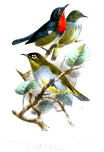 DicaeumZosteropsKeulemans