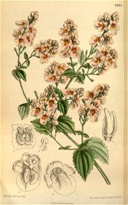 Diascia aliciae 144-8782