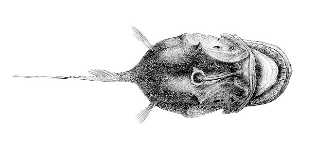 Diceratias bispinosus2