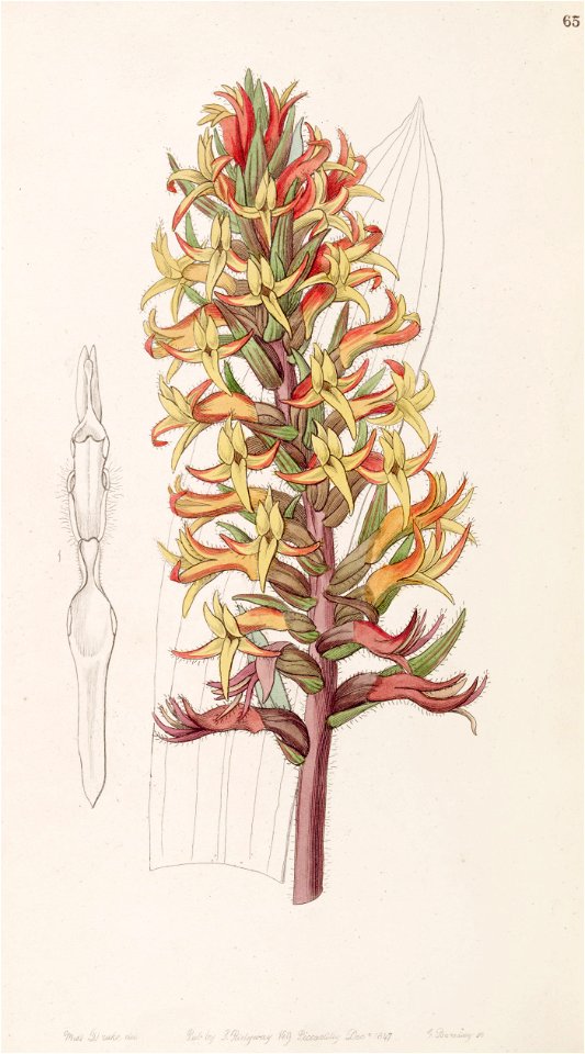 Dichromanthus cinnabarinus (as Stenorrhynchos cinnabarinum) - Edwards vol 33 (NS 10) pl 65 (1847)