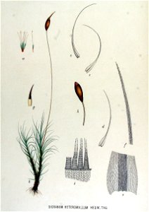 Dicranum heteromallum — Flora Batava — Volume v15
