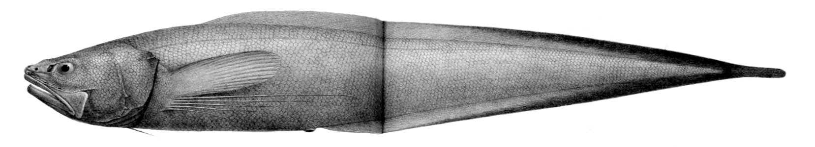 Dicrolene quinquarius