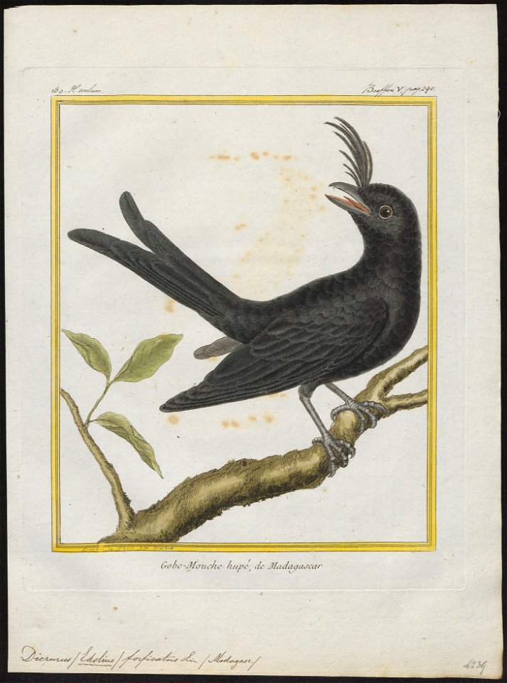Dicrurus forficatus - 1700-1880 - Print - Iconographia Zoologica - Special Collections University of Amsterdam - UBA01 IZ16400105
