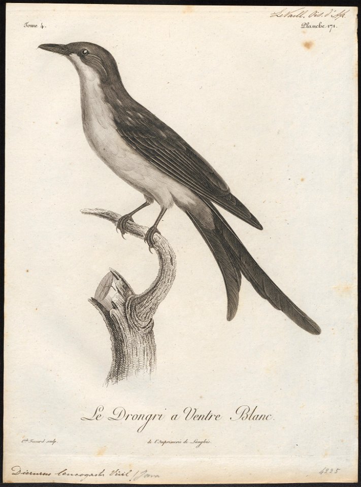 Dicrurus leucogaster - 1796-1808 - Print - Iconographia Zoologica - Special Collections University of Amsterdam - UBA01 IZ16400085