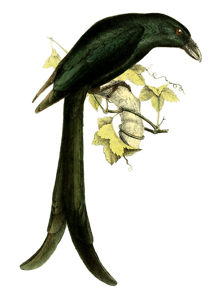 Dicrurus waldenii 1868