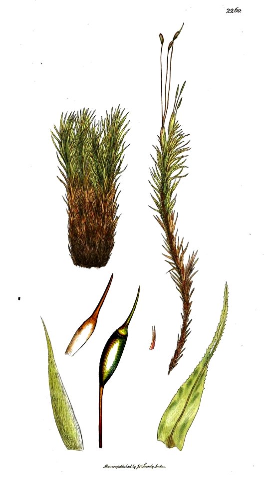 Dicranum polysetum Smith Sowerby