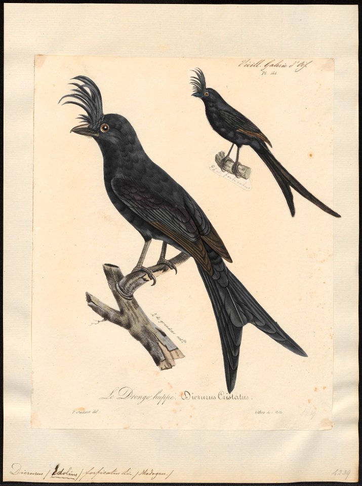 Dicrurus forficatus - 1825-1834 - Print - Iconographia Zoologica - Special Collections University of Amsterdam - UBA01 IZ16400103