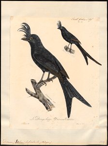 Dicrurus forficatus - 1825-1834 - Print - Iconographia Zoologica - Special Collections University of Amsterdam - UBA01 IZ16400103