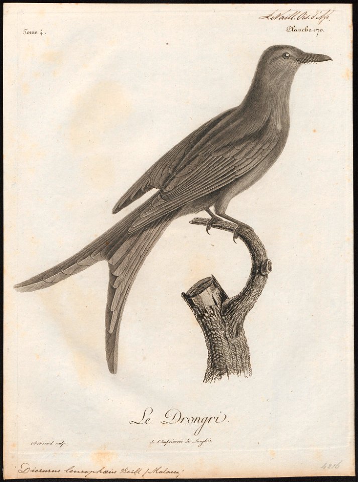 Dicrurus leucophaeus - 1796-1808 - Print - Iconographia Zoologica - Special Collections University of Amsterdam - UBA01 IZ16400081
