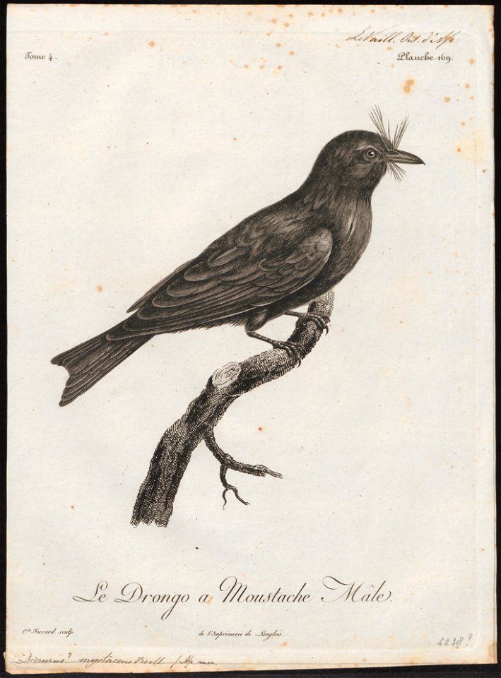 Dicrurus mystaceus - 1796-1808 - Print - Iconographia Zoologica - Special Collections University of Amsterdam - UBA01 IZ16400093