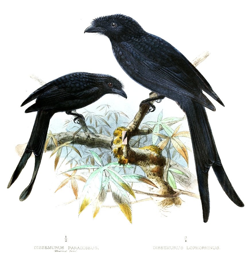 DicrurusLophorinusLegge