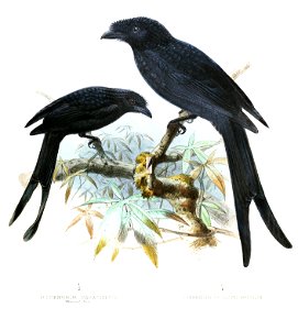 DicrurusLophorinusLegge