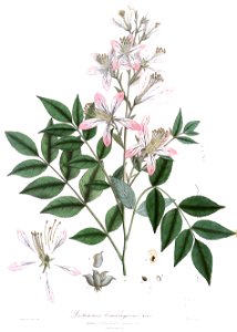 DictamnusHimalayanusRoyle