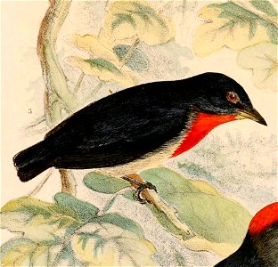 Dicaeum celebicum sanghirense 1898