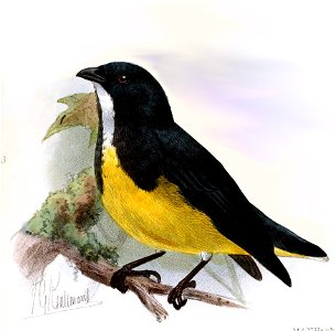 Dicaeum melanoxanthum Keulemans