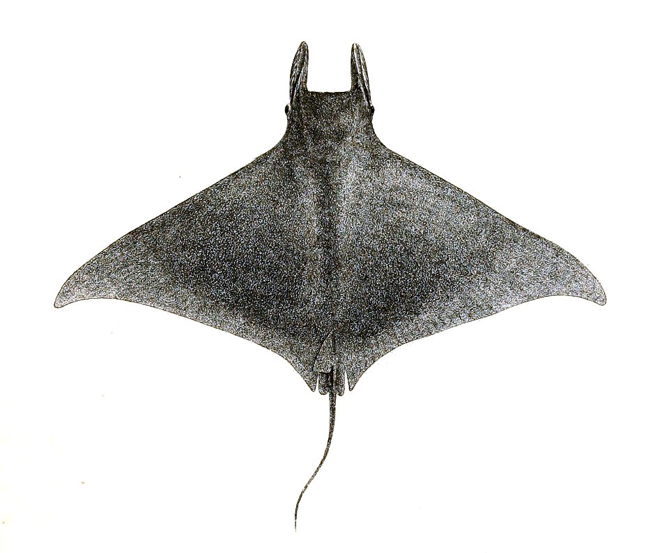 Dicerobatis eregoodoo Day 193