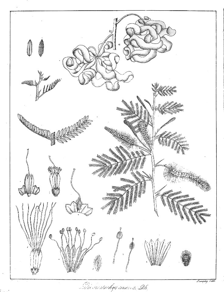 Dichrostachys cinerea Govindoo