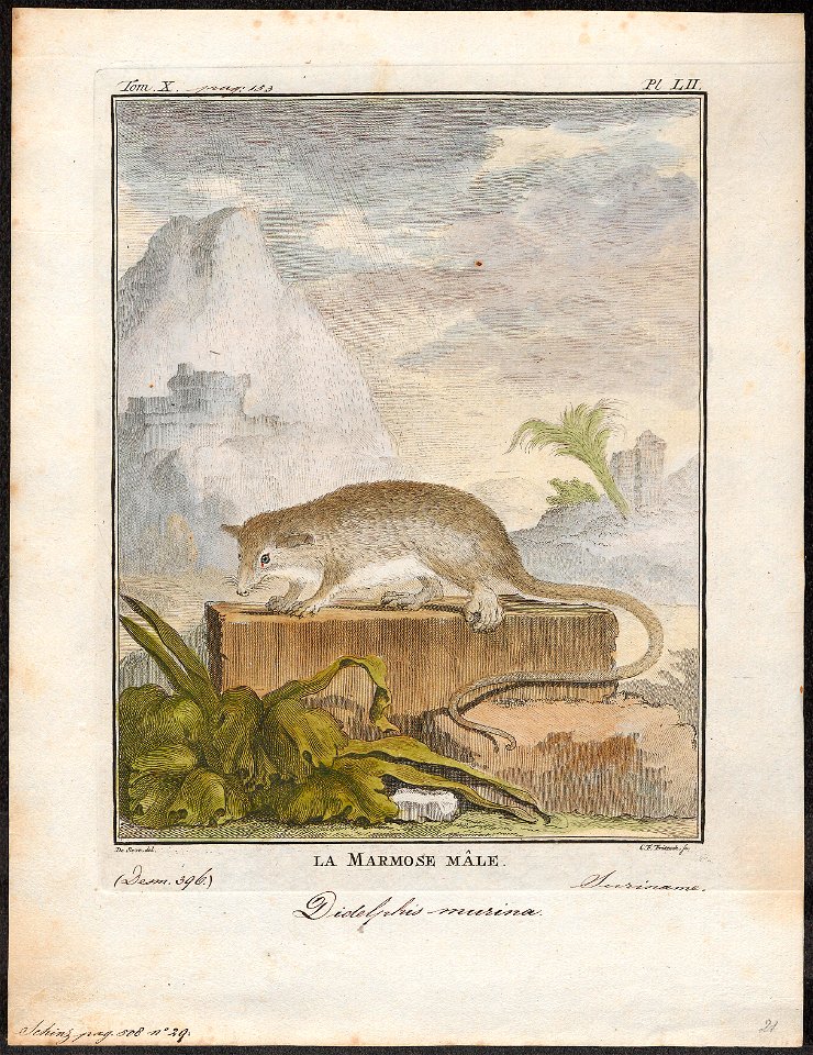 Didelphis murina - 1700-1880 - Print - Iconographia Zoologica - Special Collections University of Amsterdam - UBA01 IZ20300112