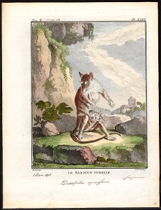 Didelphis opossum - 1700-1880 - Print - Iconographia Zoologica - Special Collections University of Amsterdam - UBA01 IZ20300100