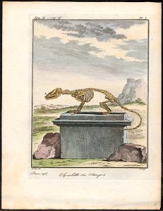 Didelphis opossum - skelet - 1700-1880 - Print - Iconographia Zoologica - Special Collections University of Amsterdam - UBA01 IZ20300126