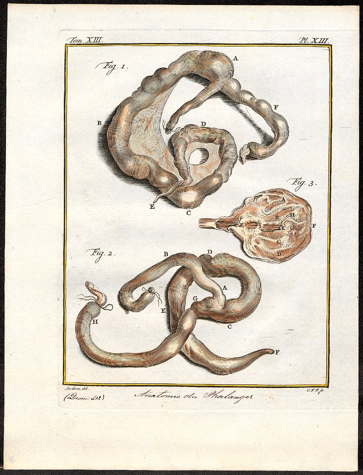 Didelphis spec. - ingewanden - 1700-1880 - Print - Iconographia Zoologica - Special Collections University of Amsterdam - UBA01 IZ20300120
