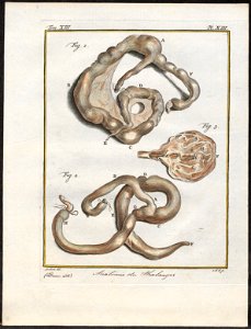 Didelphis spec. - ingewanden - 1700-1880 - Print - Iconographia Zoologica - Special Collections University of Amsterdam - UBA01 IZ20300120
