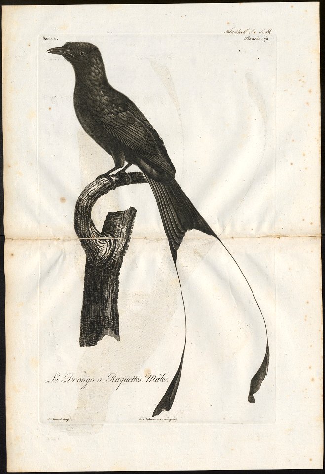 Dicrurus platurus - 1796-1808 - Print - Iconographia Zoologica - Special Collections University of Amsterdam - UBA01 IZ16400109