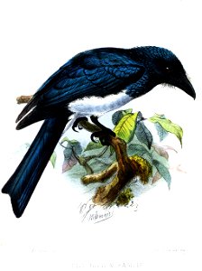 DicrurusMirabilisKeulemans