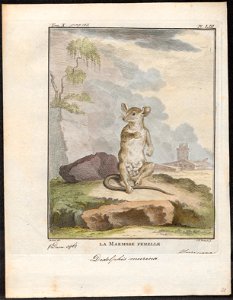 Didelphis murina - 1700-1880 - Print - Iconographia Zoologica - Special Collections University of Amsterdam - UBA01 IZ20300114