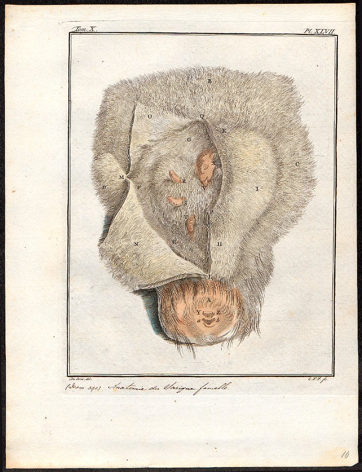 Didelphis opossum - buidel - 1700-1880 - Print - Iconographia Zoologica - Special Collections University of Amsterdam - UBA01 IZ20300118