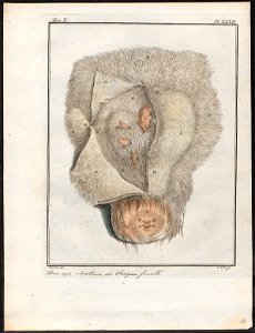 Didelphis opossum - buidel - 1700-1880 - Print - Iconographia Zoologica - Special Collections University of Amsterdam - UBA01 IZ20300118