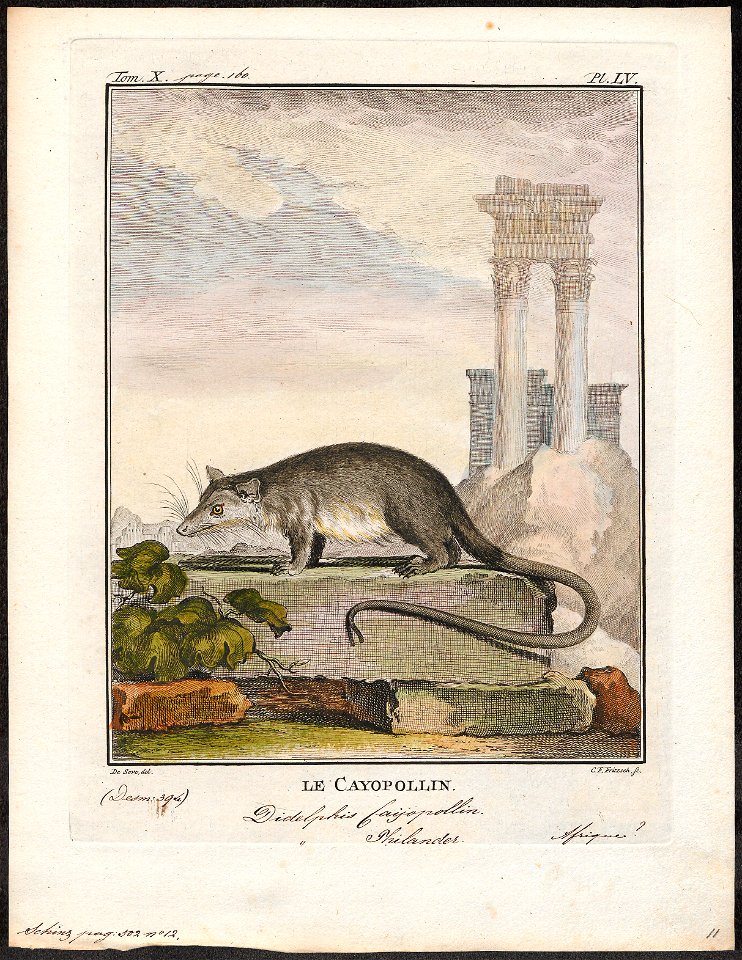 Didelphis philander - 1700-1880 - Print - Iconographia Zoologica - Special Collections University of Amsterdam - UBA01 IZ20300104
