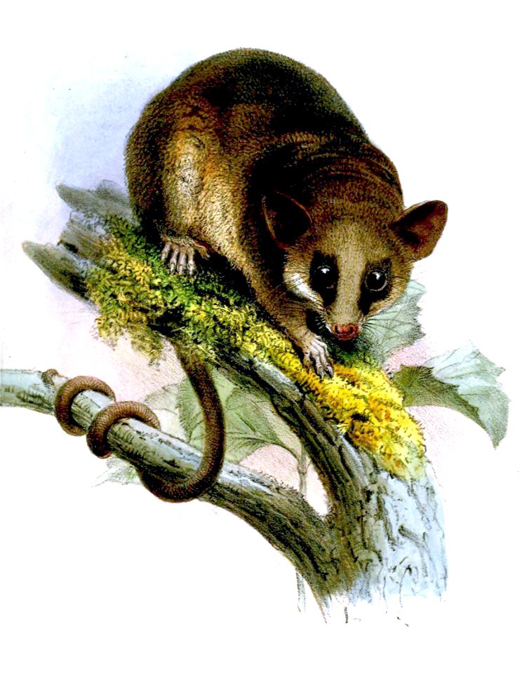 DidelphysWaterhousiiWolf