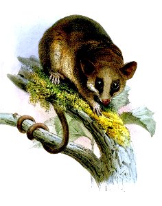 DidelphysWaterhousiiWolf