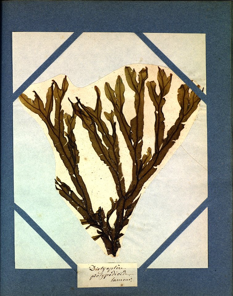 Dictyopteris polypodioides