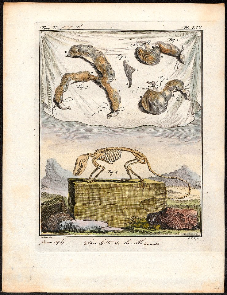Didelphis murina - ingewanden en skelet - 1700-1880 - Print - Iconographia Zoologica - Special Collections University of Amsterdam - UBA01 IZ20300116